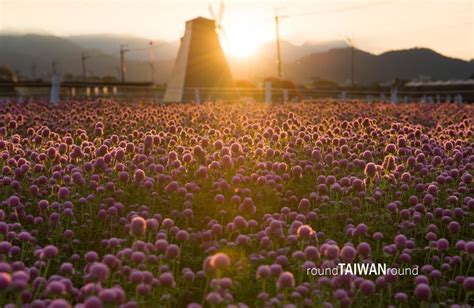 同心花海怎樣樣──一道探美景的魅力所在